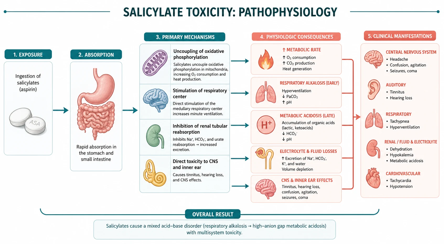 Pathophysiology mechanism diagram for Salicylate Toxicity.