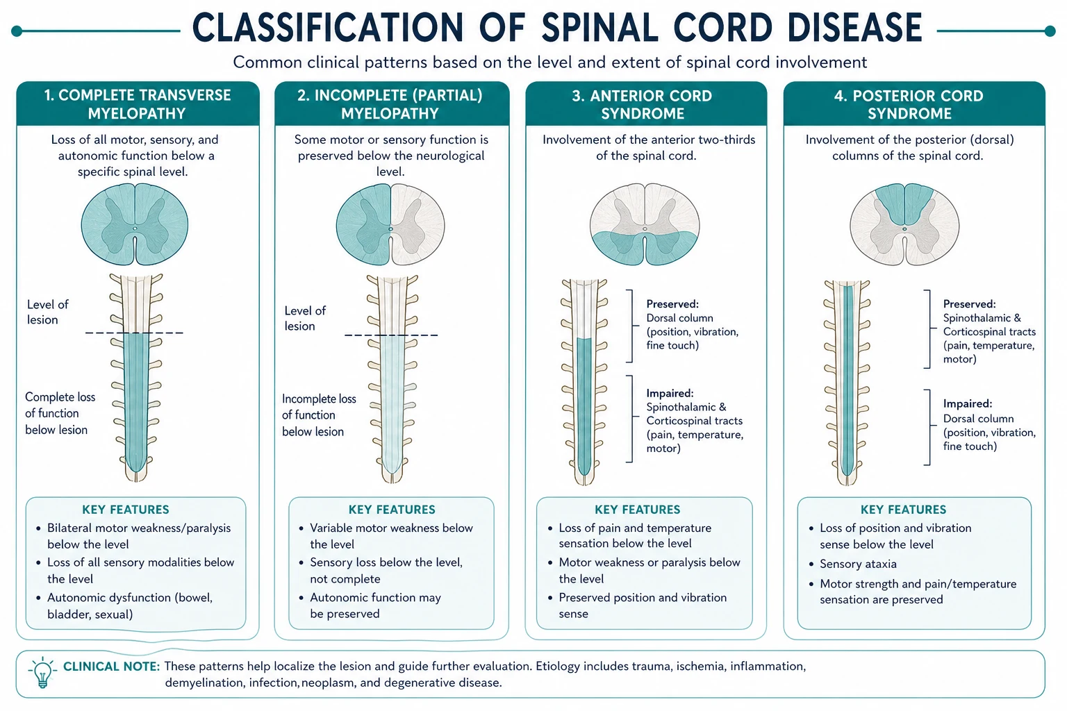 Classification for spinal cord disease
