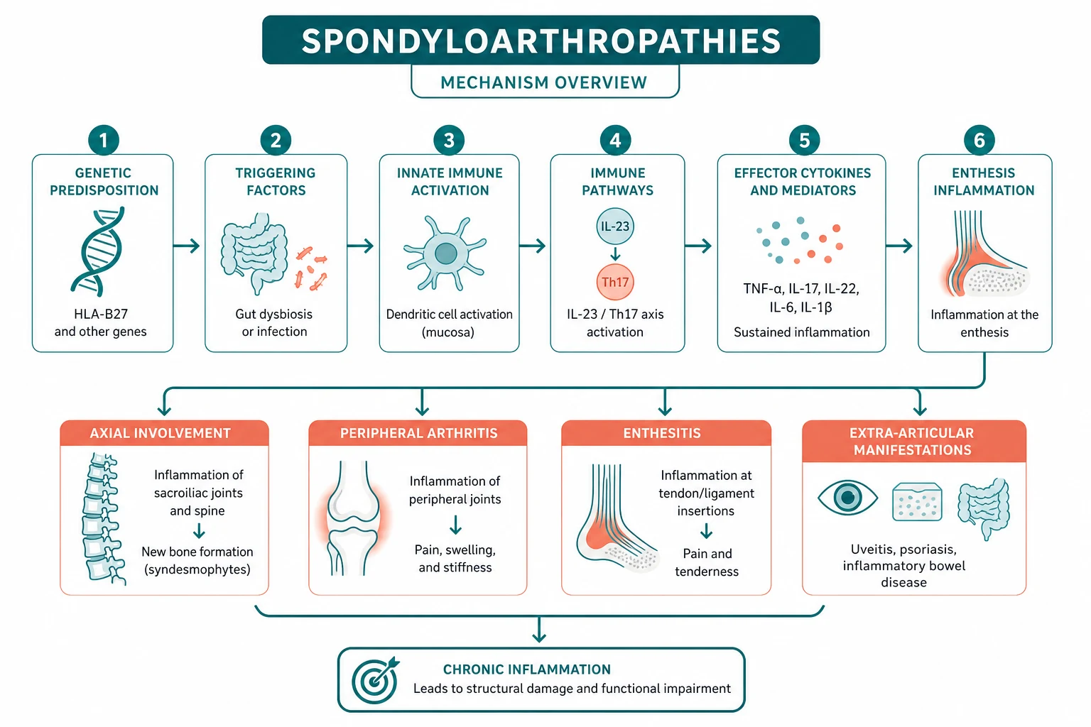 Pathophysiology of spondyloarthropathies