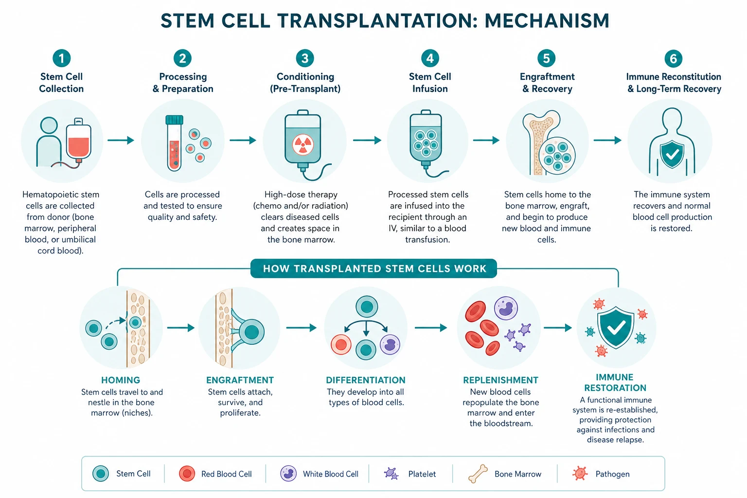 Pathophysiology for stem cell transplantation