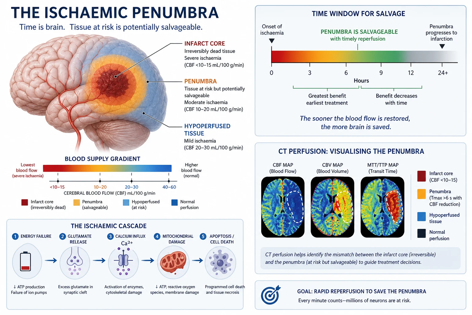 Ischaemic cascade — penumbra vs infarct core with time-dependent evolution