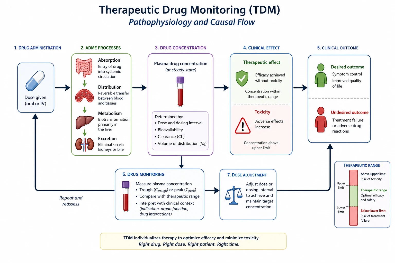 Pathophysiology mechanism diagram for Therapeutic Drug Monitoring.