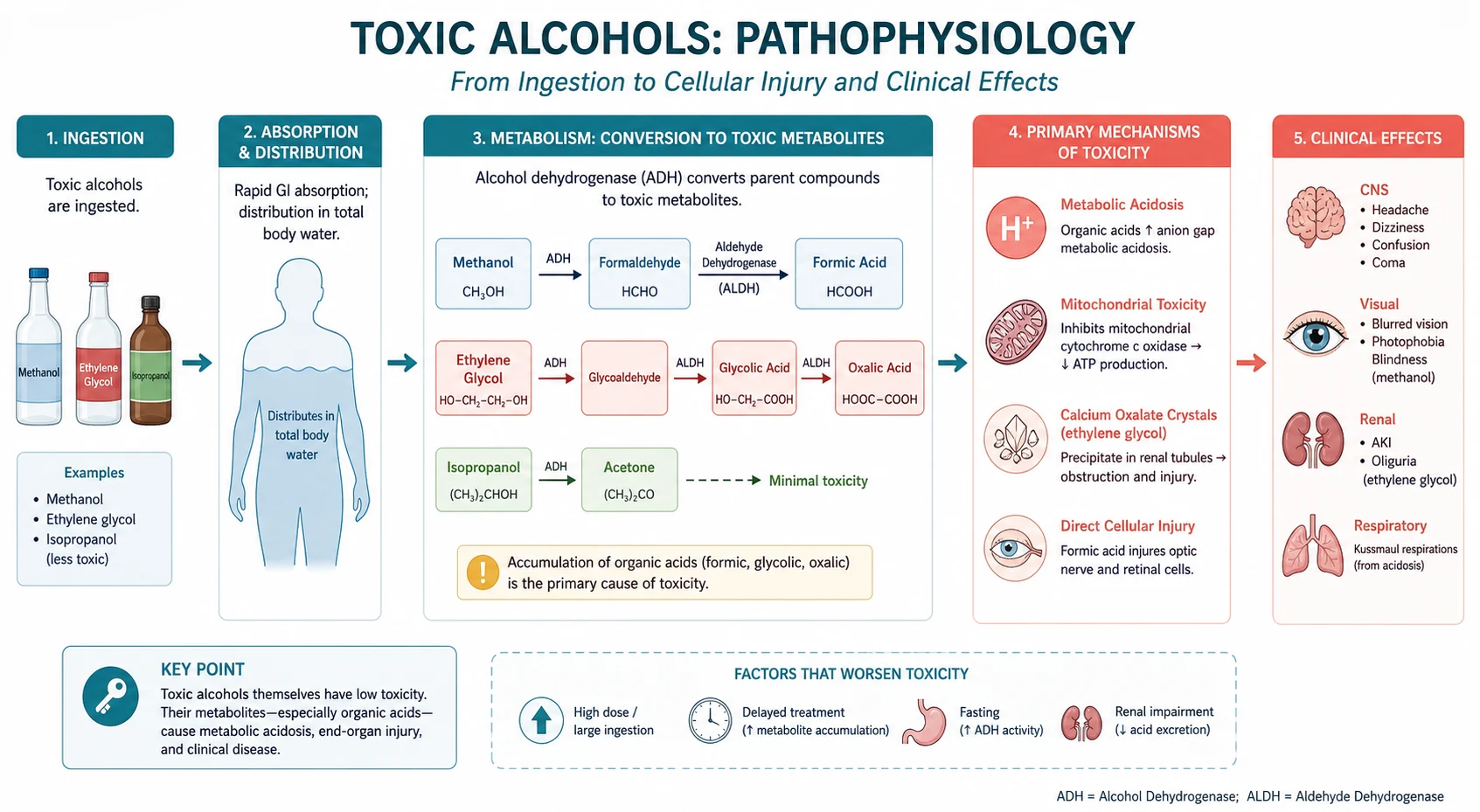 Pathophysiology mechanism diagram for Toxic Alcohols.