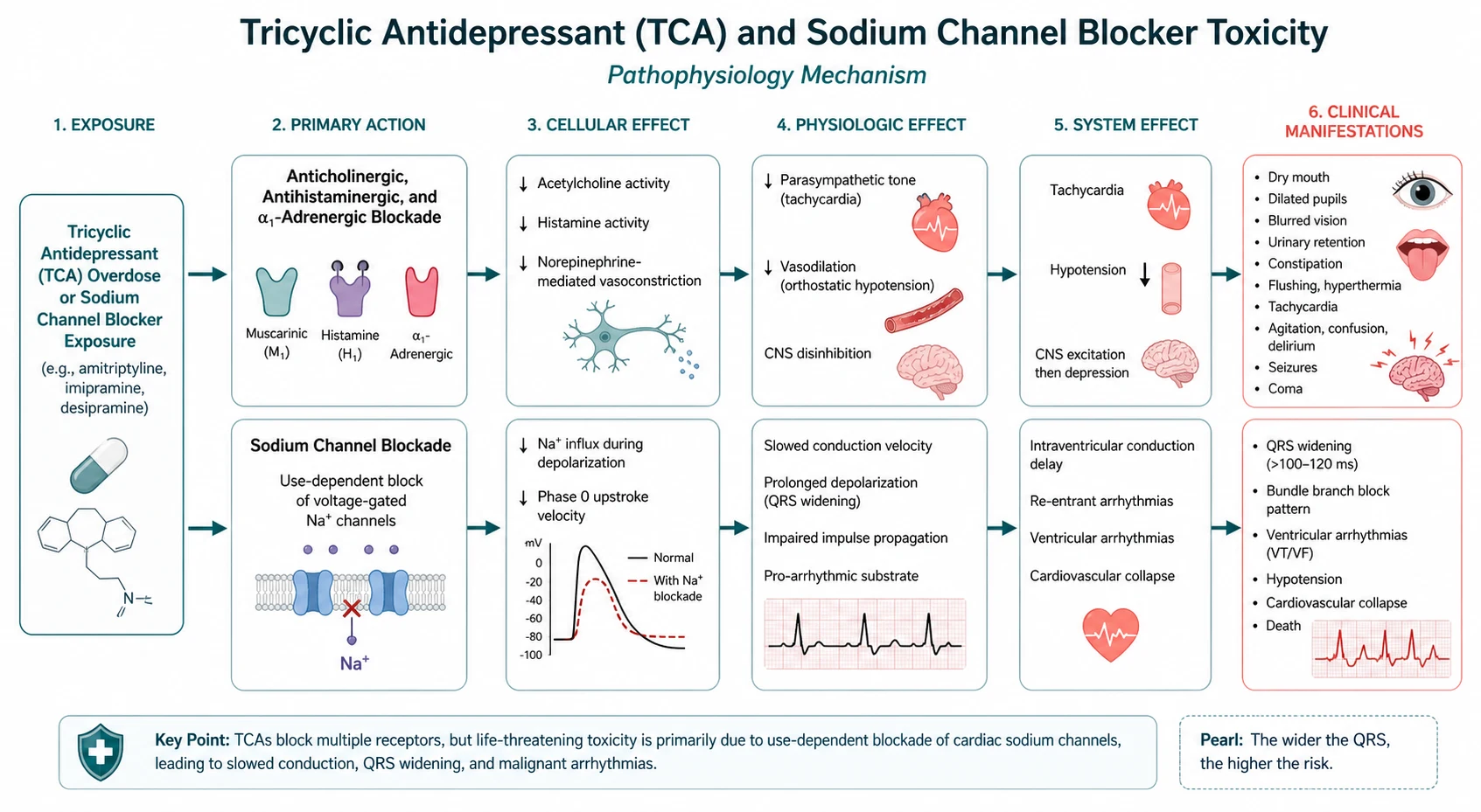 Pathophysiology mechanism diagram for Tricyclic Antidepressant AND Sodium Channel Blocker Toxicity.
