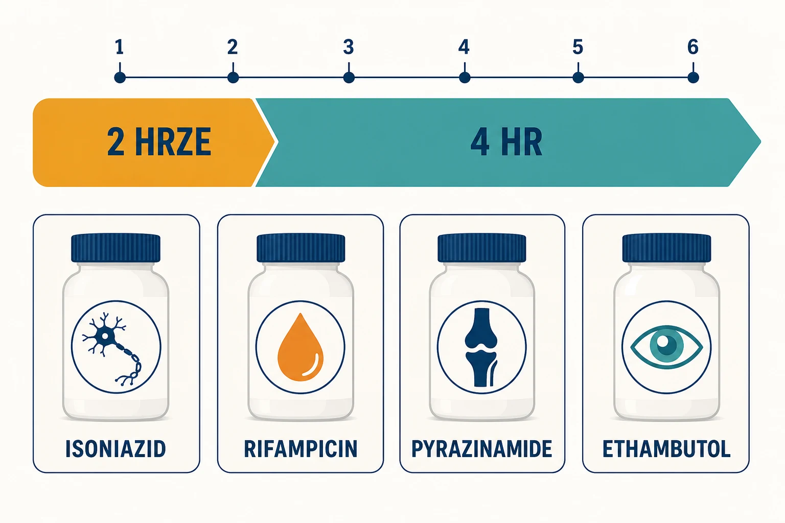 Infographic of first-line tuberculosis treatment — a two-month HRZE intensive phase followed by a four-month HR continuation phase, with the four drugs and their signature toxicities
