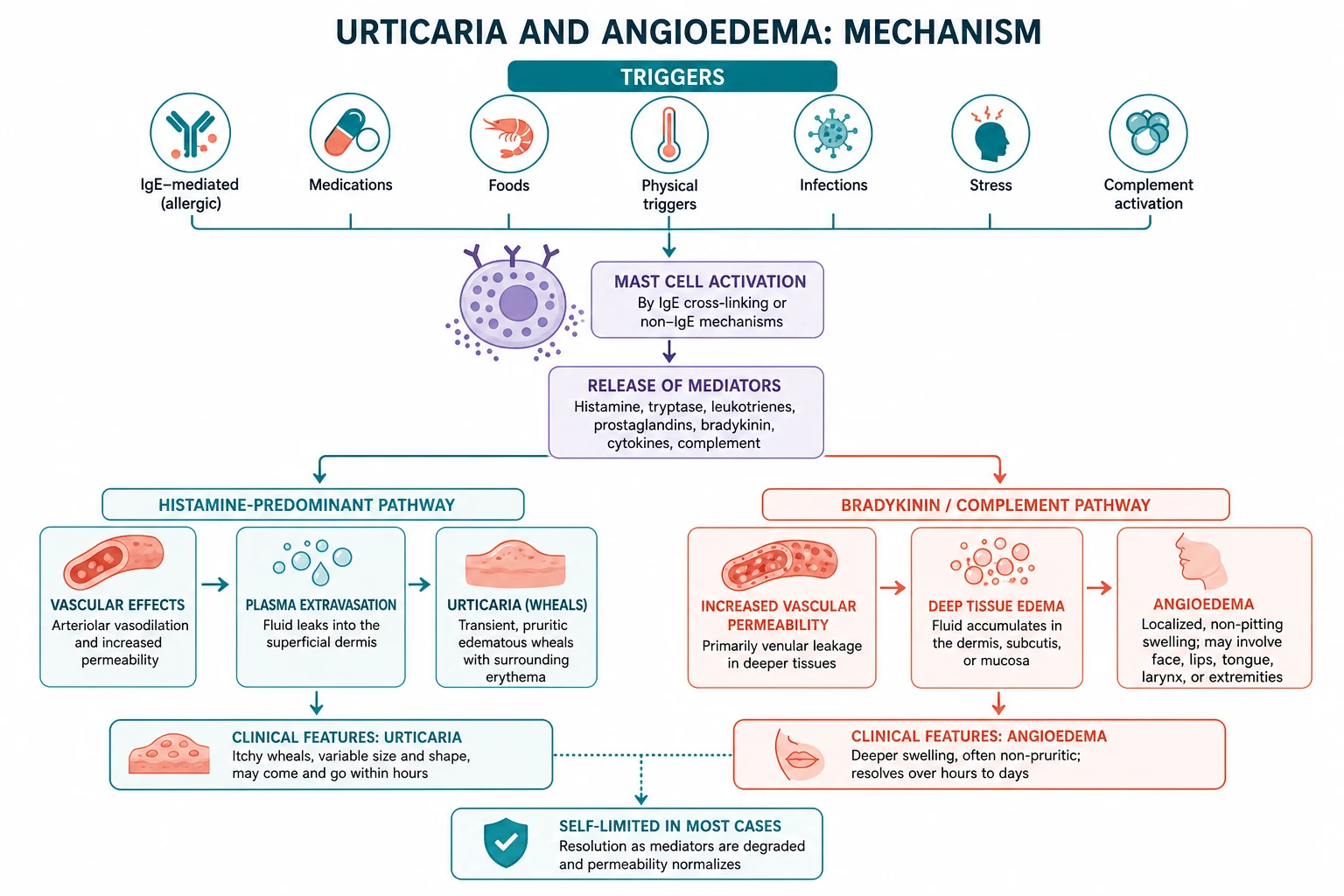 Pathophysiology of urticaria and angioedema
