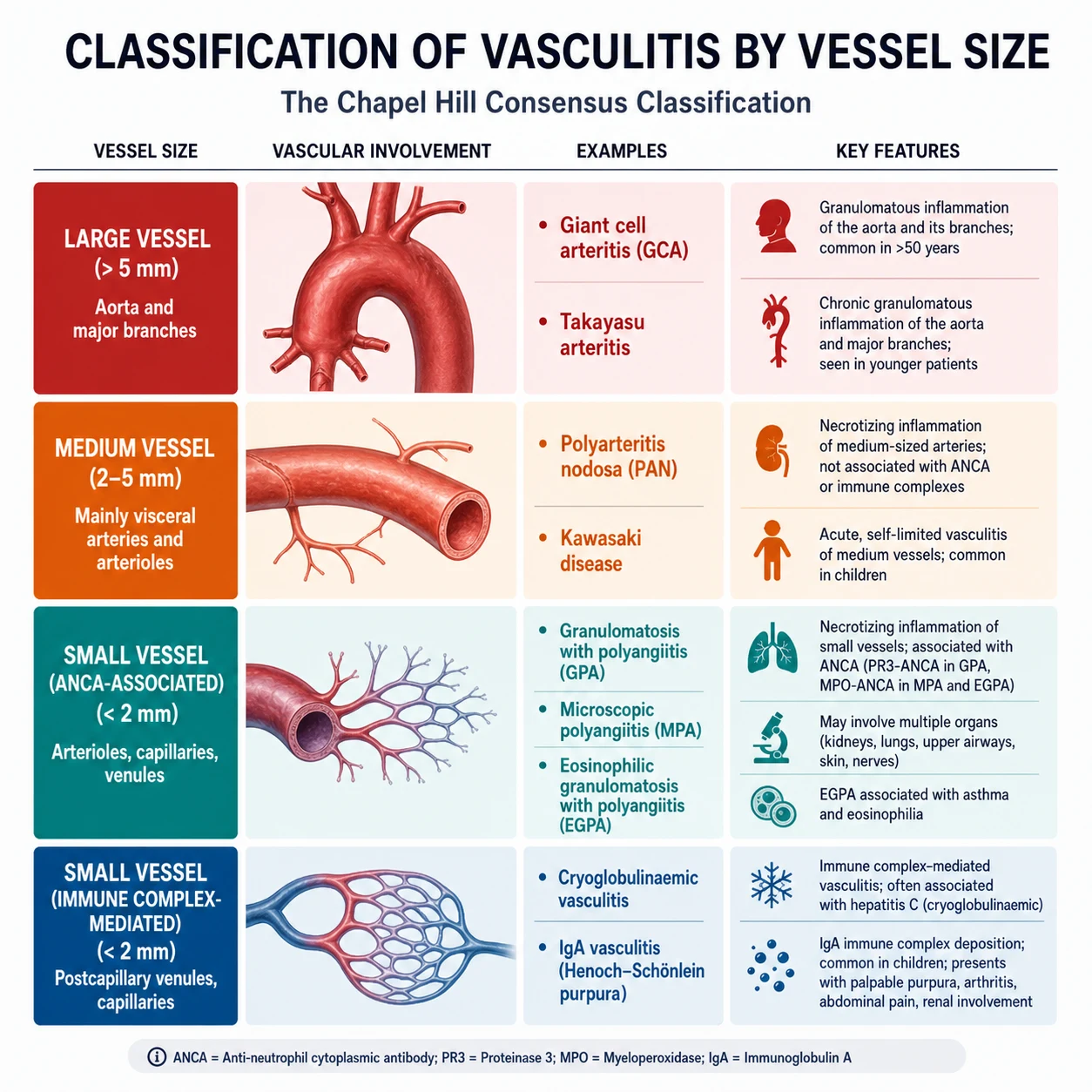 Chapel Hill 2012 vessel-size classification of the systemic vasculitides — large, medium and small vessel categories with their defining diseases, ANCA patterns and immune-complex signatures