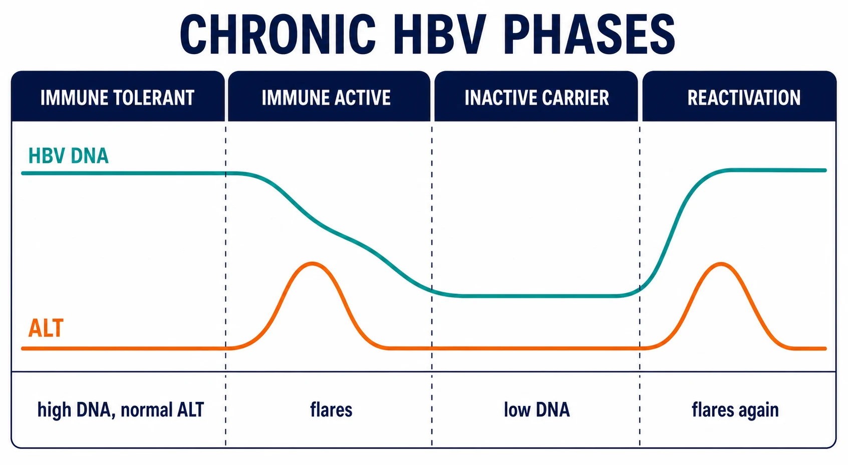 The four phases of chronic hepatitis B — immune tolerant, immune active, inactive carrier and reactivation, with HBV DNA and ALT curves