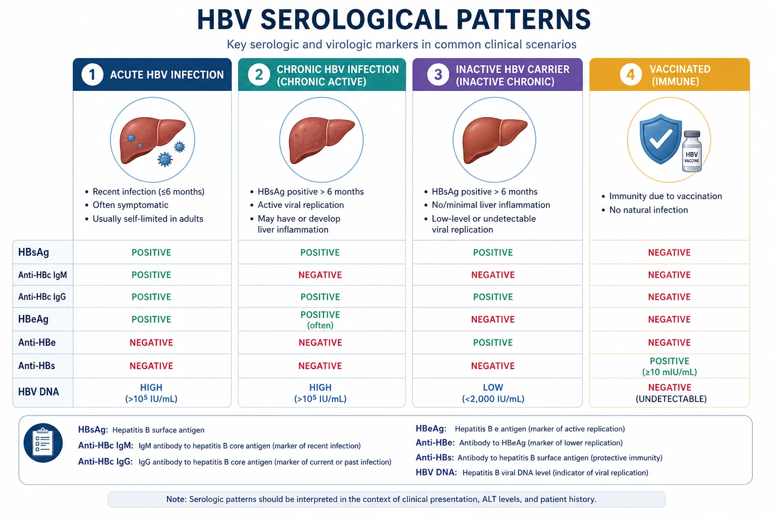 HBV serological patterns: acute infection, chronic infection, vaccination, past infection and the window period