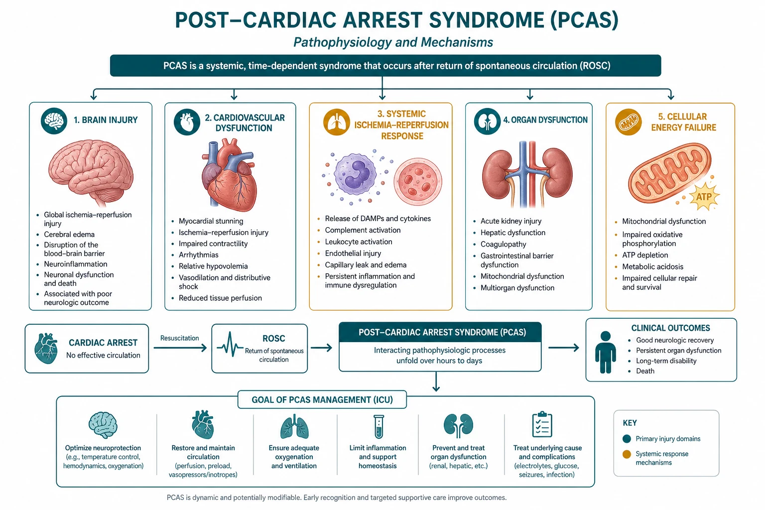 Educational diagram of post-cardiac arrest syndrome: brain injury, myocardial dysfunction, systemic ischaemia-reperfusion, persistent precipitating pathology, clinical-blue