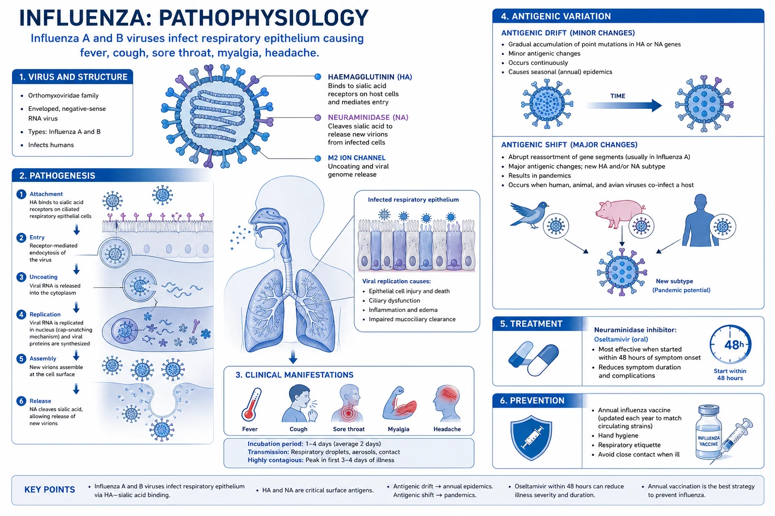 Influenza epithelial injury enabling bacterial superinfection with S. aureus