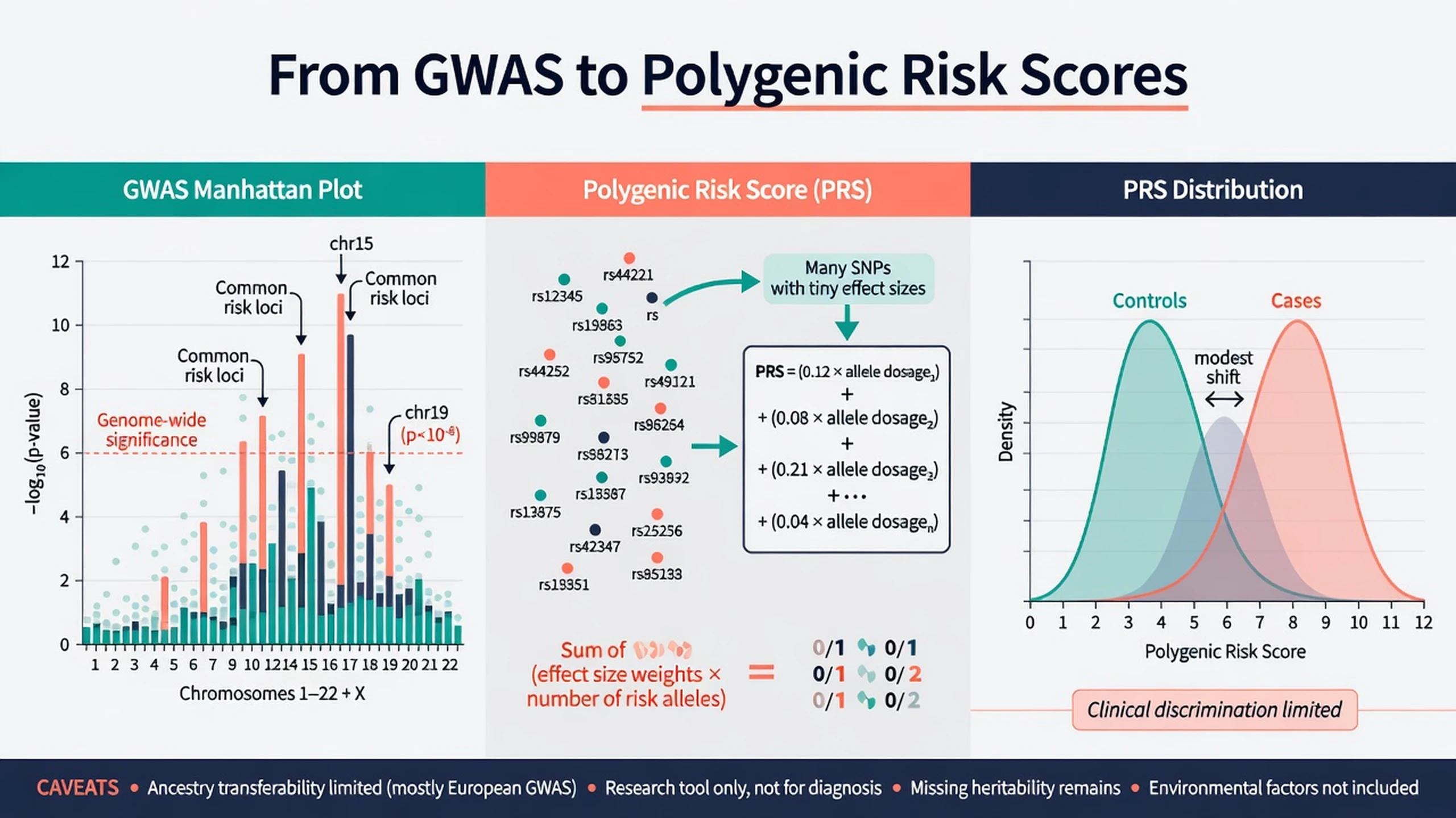Schematic Manhattan plot, polygenic risk score construction, and limited case-control PRS separation with clinical caveats