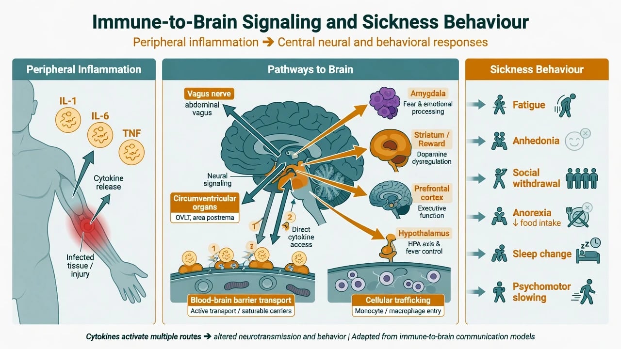 Immune-to-brain signalling diagram with peripheral cytokines pathways to brain and sickness behaviour phenotype list