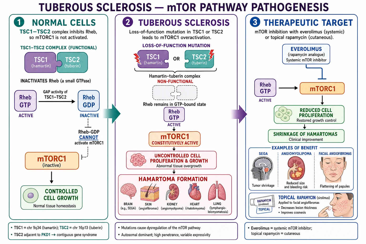 Diagram of the mTORC1 signalling pathway showing how TSC1/TSC2 loss activates the cascade and how mTOR inhibitors (everolimus, sirolimus) restore the brake